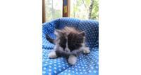 Котенок (девочка) 1.5 мес