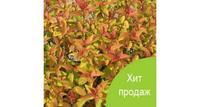 Купить саженцы Спиреи