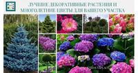 Товары для сада и растения