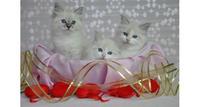 Котята Невские Маскарадные