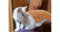 Котёнок тайский