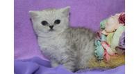Шиншилла девочка плюшевая